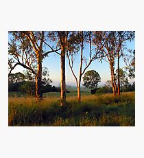 Dawn in the bush Photographic Print