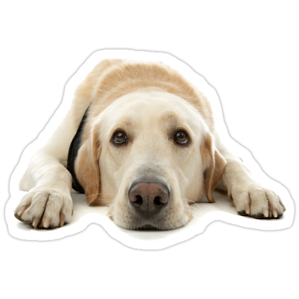 Puppy Sticker Stickers By Jackiechalghin Redbubble