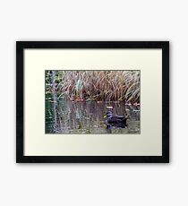 Duck at Heart Shaped Pond Framed Print