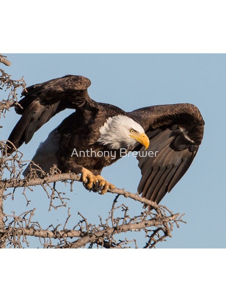 Bald Eagle: prelaunch wing test by dailyanimals