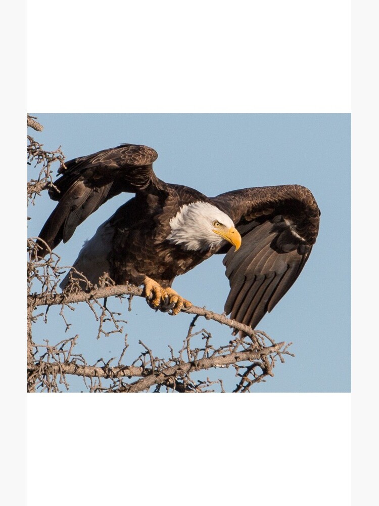 Bald Eagle: prelaunch wing test by dailyanimals