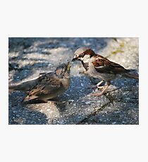 Bird feeding Bird Photographic Print