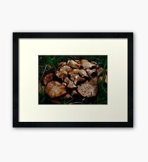 Backyard Mushrooms Framed Print