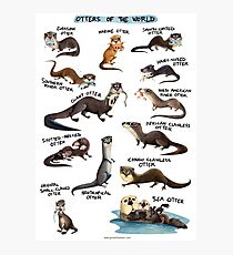 Otters of the World Photographic Print