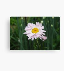 Painted Daisy Canvas Print