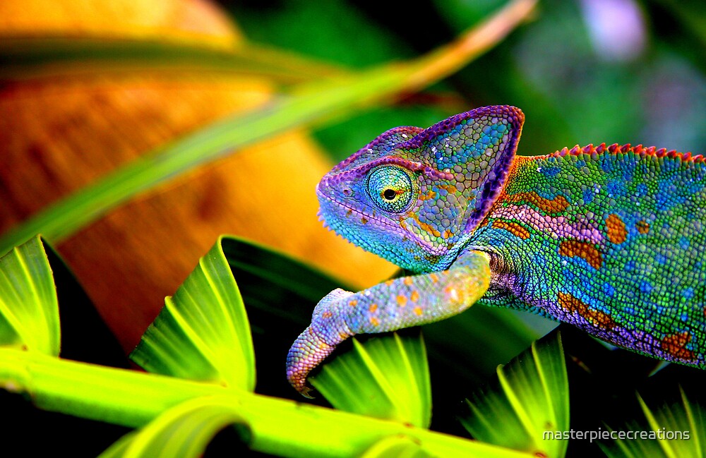 "Chameleon" by masterpiececreations | Redbubble