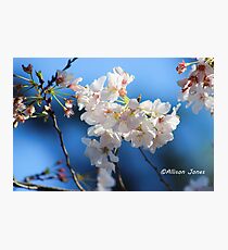 blossoms Photographic Print