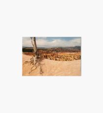 Bryce Canyon Survivor Art Board