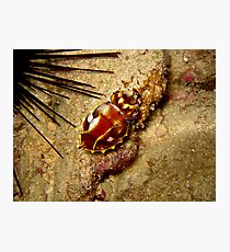 Flamboyant Cuttlefish Photographic Print