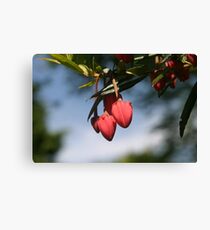 Pink Hearts Canvas Print