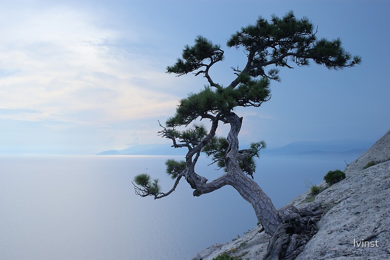 "Alone tree on the cliff" by lvinst Redbubble