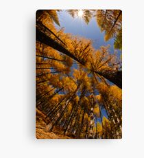 Larch Canvas Print
