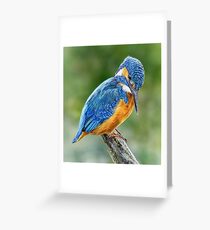 Kingfisher Greeting Card