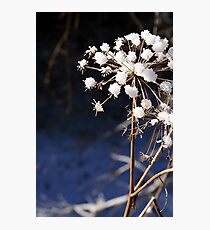 Ice Blossoms Photographic Print