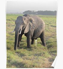 Peeing elephant Poster