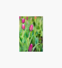 Pink Tulips Art Board