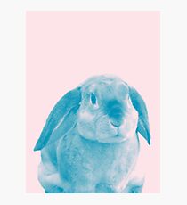 Rabbit 04 Fotodruck