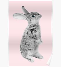 Rabbit 08 Poster