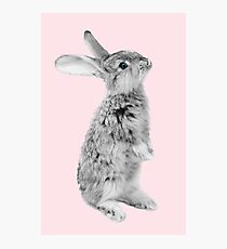 Rabbit 08 Fotodruck