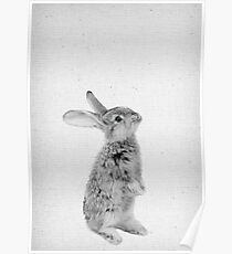 Rabbit 11 Poster