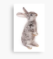 Rabbit 12 Leinwanddruck