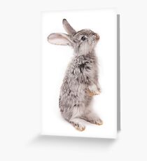 Rabbit 12 Grußkarte