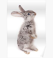 Rabbit 12 Poster