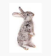 Rabbit 12 Fotodruck