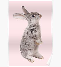 Rabbit 12 Poster