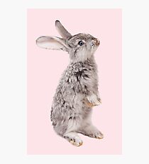 Rabbit 12 Fotodruck