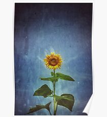 Penticton Sunflowers Poster