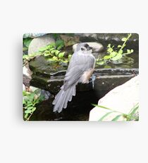 Tufted Titmouse Metal Print