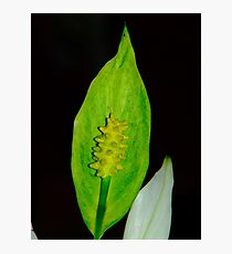 Macro Lilly Photographic Print