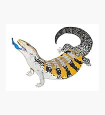 Blue Tongue Skink Photographic Print