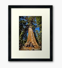 Grizzly Giant Sequoia - Mariposa Grove - Yosemite - California - USA Framed Print
