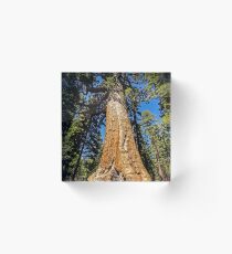 Grizzly Giant Sequoia - Mariposa Grove - Yosemite - California - USA Acrylic Block