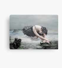 Black Swan Canvas Print