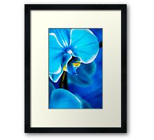 Blue Orchid