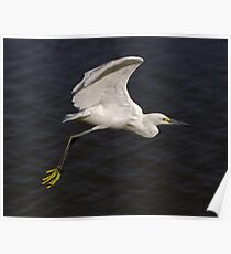 Snowy Egret Poster
