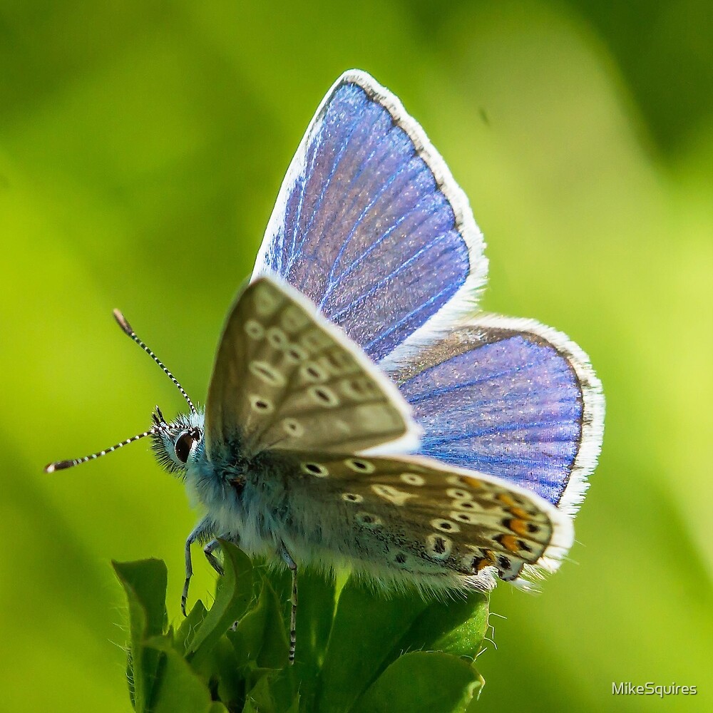 Blue Butterfly&quot; by MikeSquires Redbubble