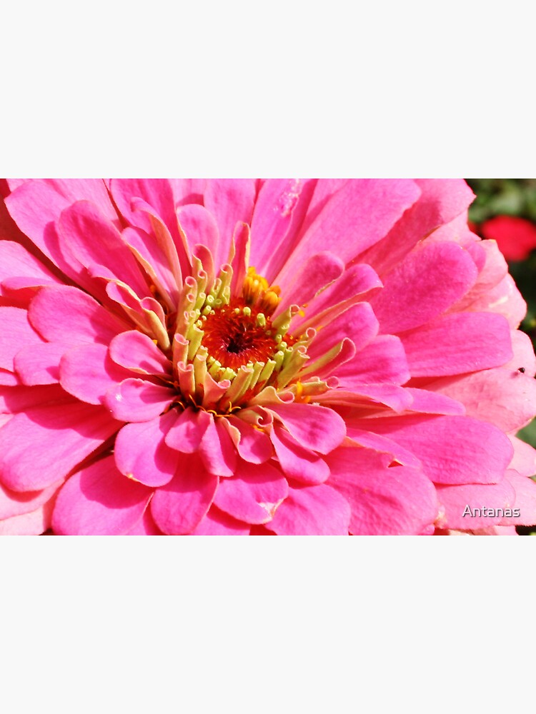 Flowers 4 by Antanas