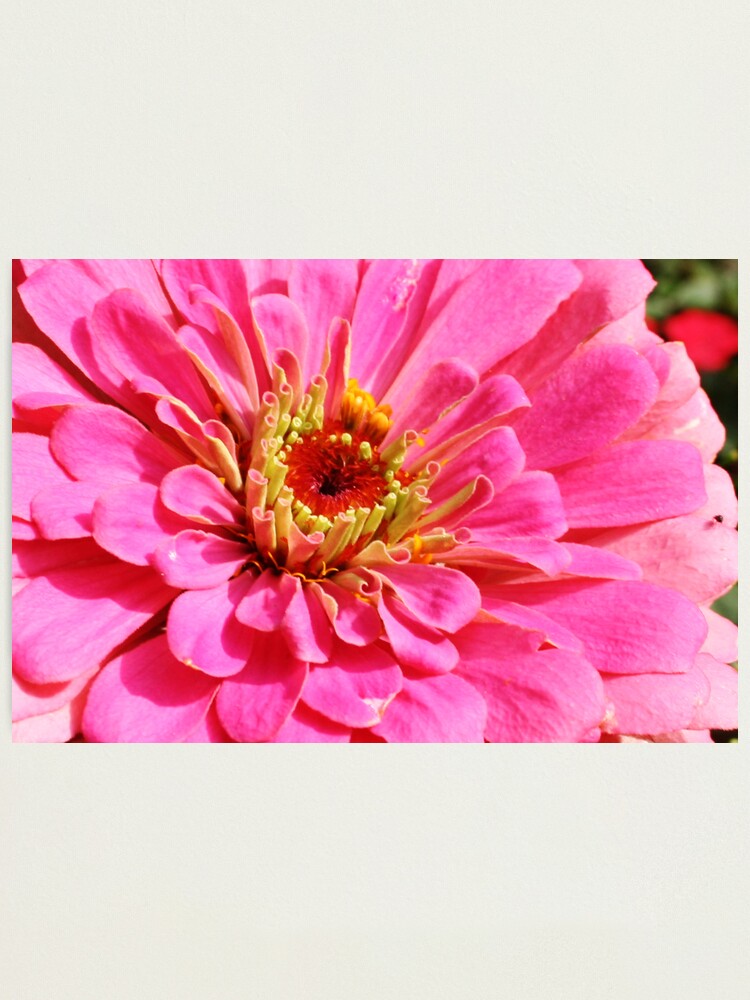 Alternate view of Flowers 4 Photographic Print