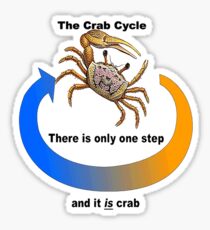 Crab Cycle Sticker