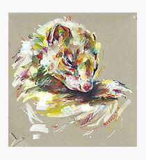 Ferret IV Photographic Print