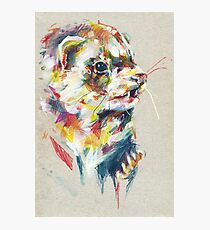 Ferret V Photographic Print
