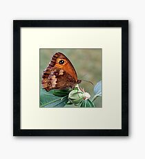 Gatekeeper Framed Print