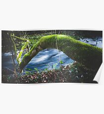 Enchanted magical forest Poster