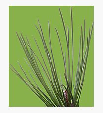 Pine needle Photographic Print