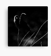 Jackdaw Canvas Print