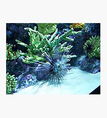 Something Fishy Photographic Print